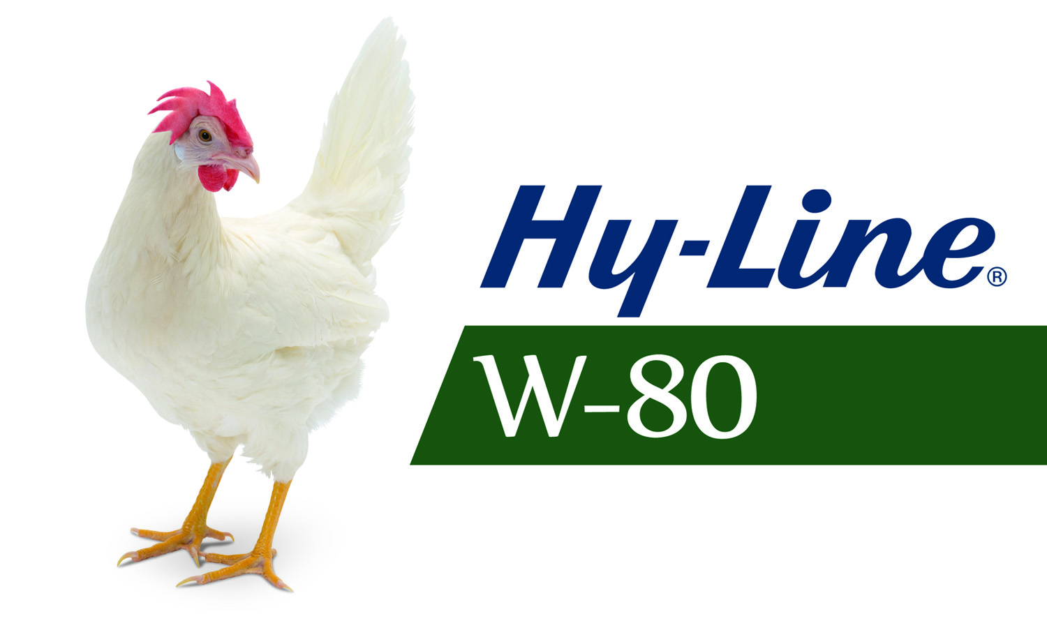 W-80 de Hy-Line International