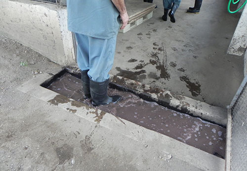 desinfeccion de los galpone- el sitio avicola