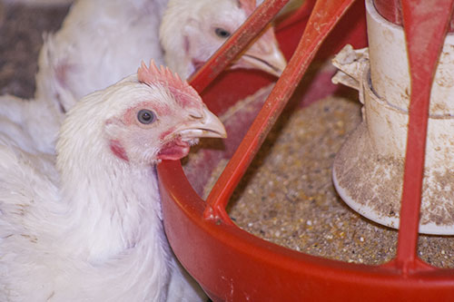 broilers, comederos, pollos, nutricion aviar