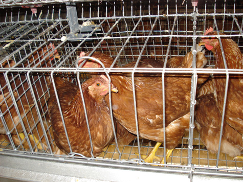 jaulas convencionales