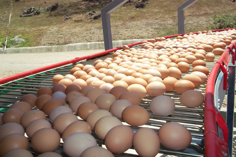 huevos en granja