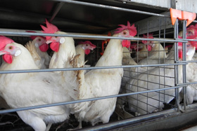 bienestar animal de pollos, crianza de pollos, el sitio avicola, Chris Wright