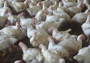 produccion de pollo 