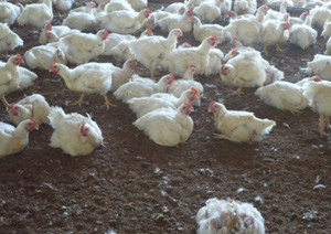 produccion de pollo, el sitio avicola, Chris Wright