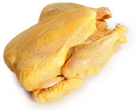 Eimeria y pollo, el sitio avicola