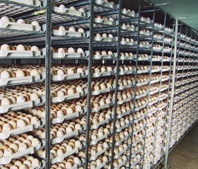Incremento de CO2 en la incubación de pollos - El Sitio Avicola