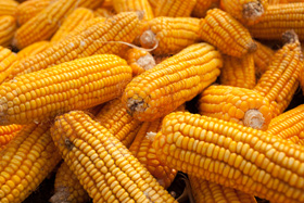 nutricion de pollo, grasa y maiz en pienso