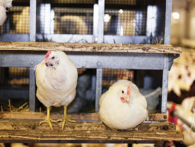 reproductoras   El Sitio Avicola