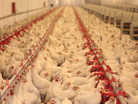 Alimentacion de reproductoras