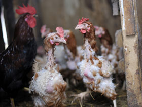 Perdida de plumas en pollos y gallinas, el sitio avicola