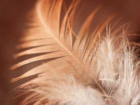 Perdida de plumas en pollos y gallinas, el sitio avicola