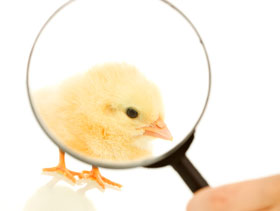 Investigaciones en salud aviar, elsitioavicola