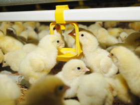 Salmonella en bebederos de aves, elsiitoavicola