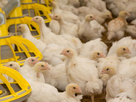 Controlando coccidiosis en pollos, el sitio avicola