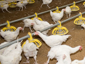 nutricion-de-pollos, el sitio avicola