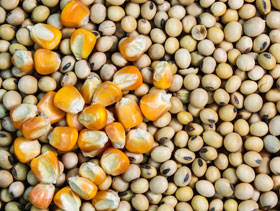 calidad de los nsumos de alimentos para pollos, ElSitioAvicola