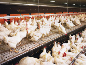 14-1-7 Reproductoras pesadas, anemia infecciosa aviar, foto de Big Dutchman, El Sitio Avicola