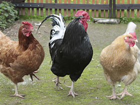 Aves de traspatio, el sitio avicola