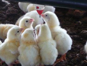 pollitos bebiendo agua  el sitio avicola