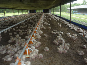 pollos de engorde el sitio avicola