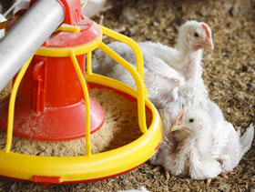 comedero de pollos   El Sitio Avicola