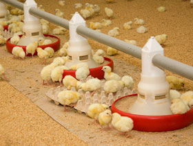 pollitos comiendo  ElSitioAvivolx