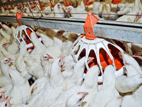 pollo de engorda   el sitio avicola