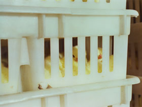 inacubacion de pollitos ElSitioAvicola