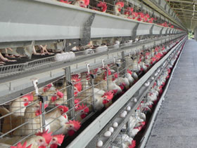 gallinas ponedoras  elsitioavicola