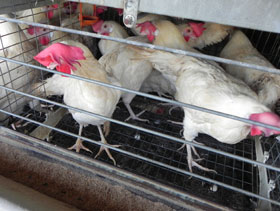 Ponedoras de huevo  El Sitio Avicola