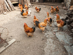 Enfermades de aves de traspatio, El Sitio Avicola