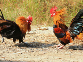 Enfermedades de gallos de pelea, El Sitio Avicola