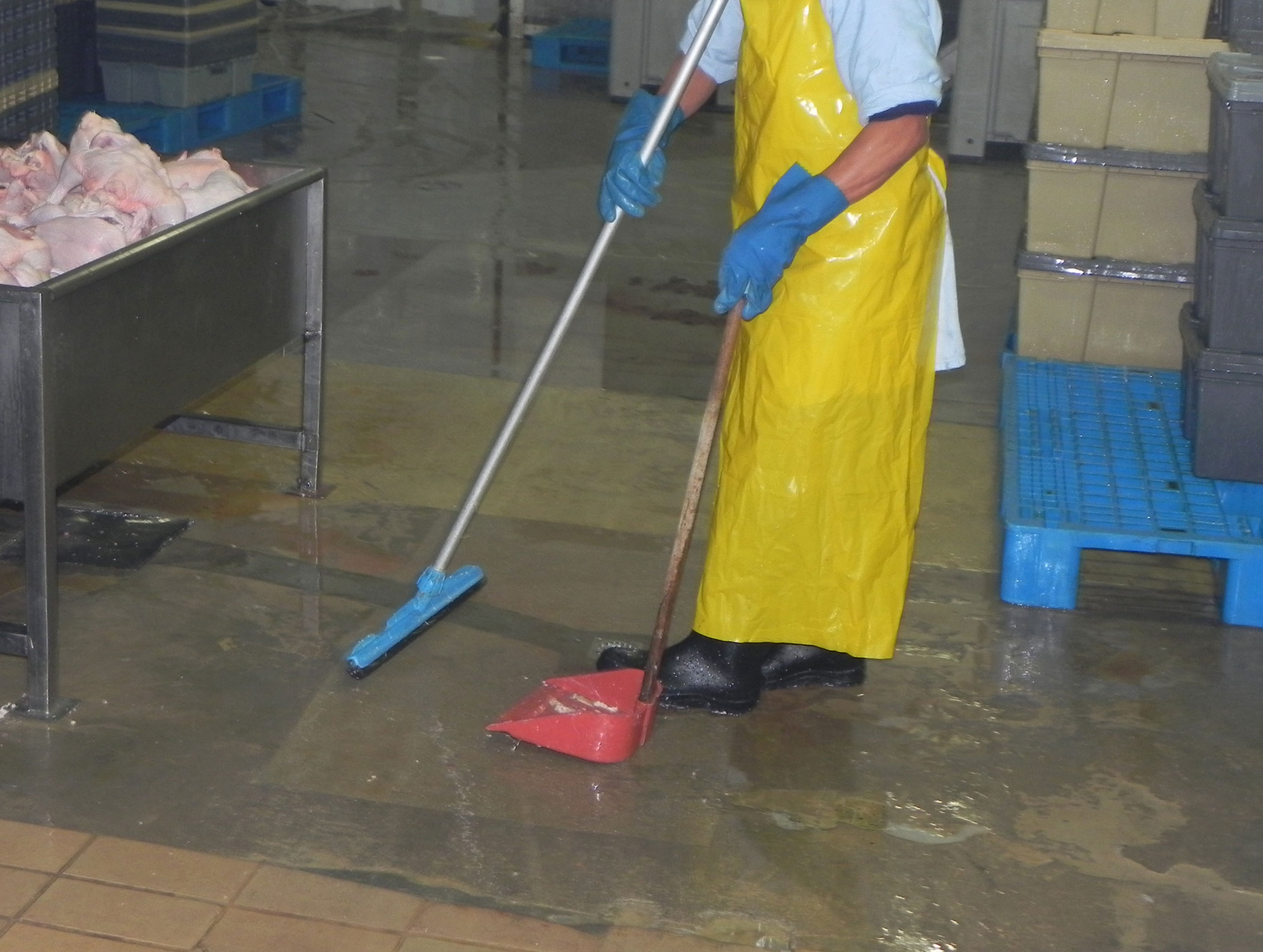 Limpieza de planta de procesamiento, el sitio avicola