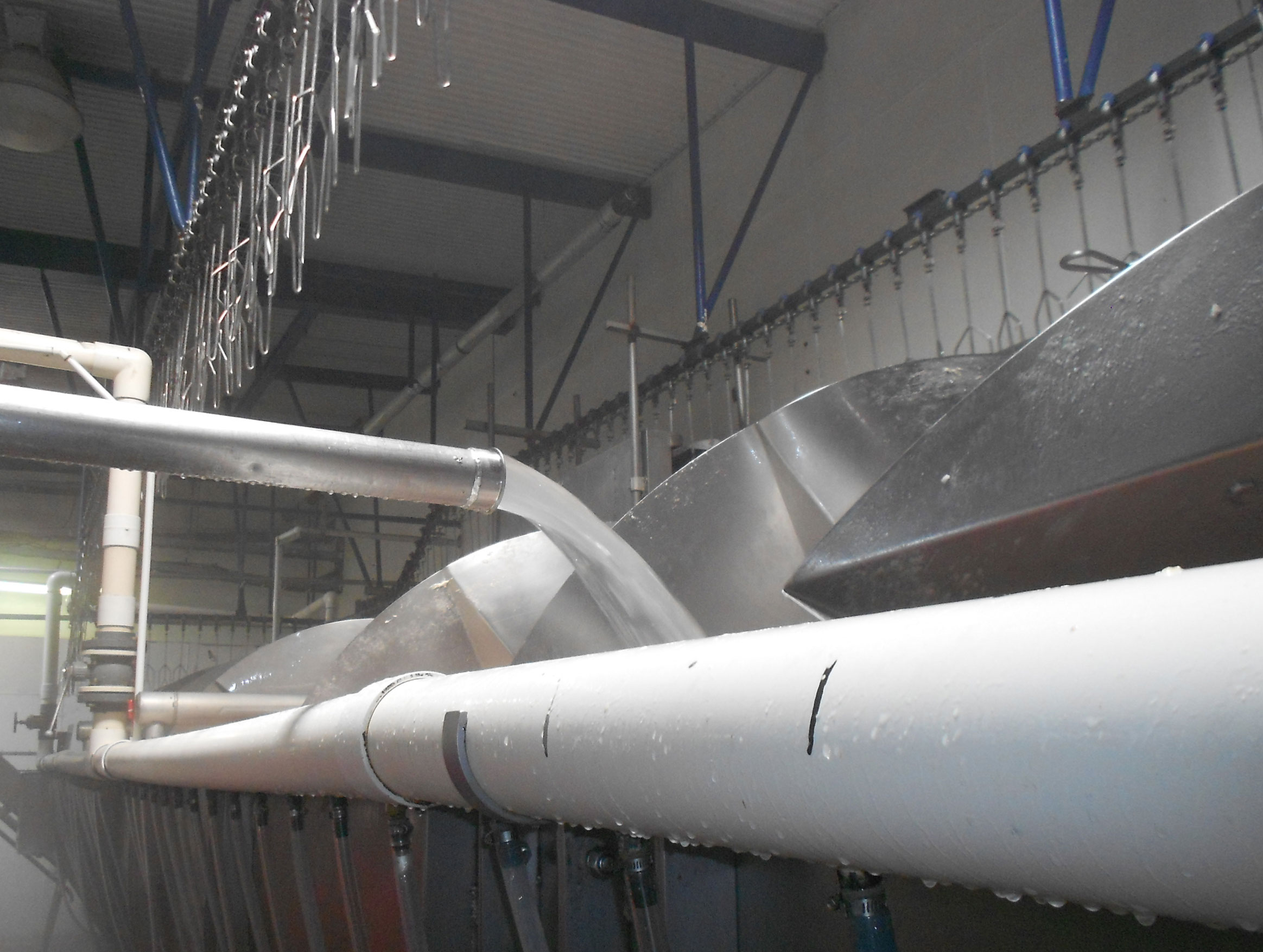 procesamiento de pollos, El Sitio Avicola