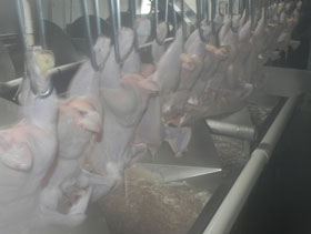 chiller, procesamiento de pollos, el sitio avicola