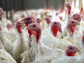 pavos, el sitio avicola