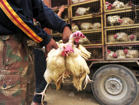 captura de pollos, El Sitio Avicola