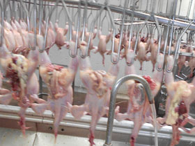 pollo eviscerado, ElSitioAvicola