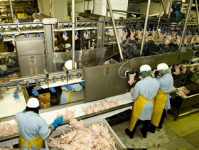 planta de procesamiento de pollo, elsitioavicola