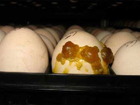   huevos-detonadores ElSitioAvicola