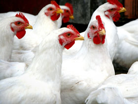 Ayuno de pollos, el sitio avicola