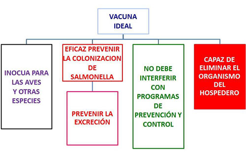 Cuadro vacunaacion Salmonella ElSitioAvicola