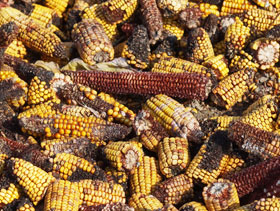 maiz con aflatoxinas ElSitioAvicola