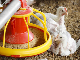 micotoxicosis en pollos El Sitio Avicola