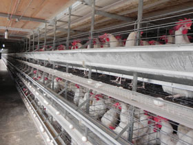 viruela aviar  elsitioavicola