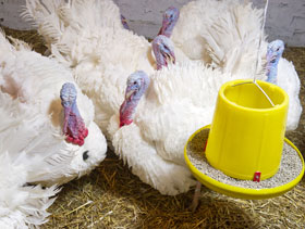 nutricion de pavos, el sitio avicola