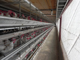 ponedoras Mexico   El Sitio Avicola