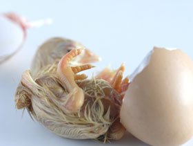 eclosion de pollito   ElSitioAvicola