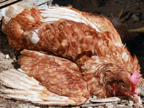 Enfermedad de Newcastle  ElSitioAvicola