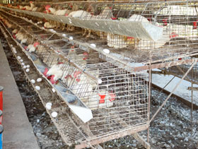 ponedoras de huevo   ElSitioAvicola